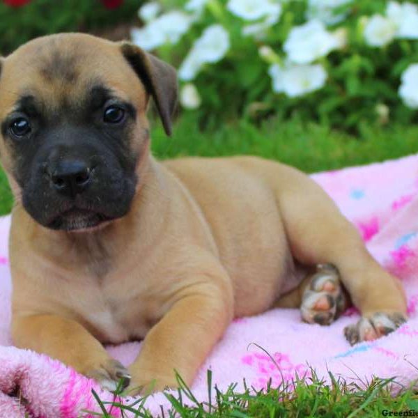 Summer, African Boerboel Puppy