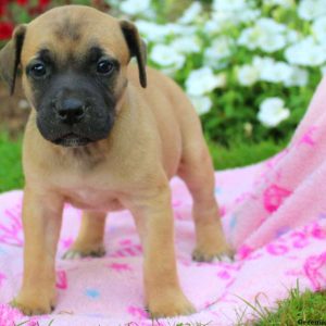 Summer, African Boerboel Puppy