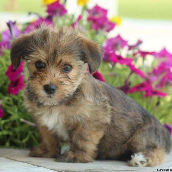 Sunny, Yorkie Mix Puppy