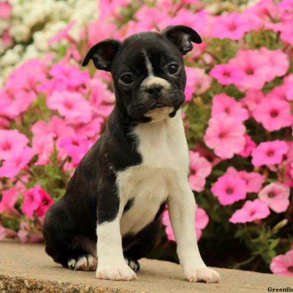 Sunny, Boston Terrier Puppy