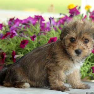 Sunny, Yorkie Mix Puppy