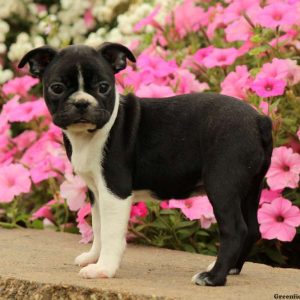 Sunny, Boston Terrier Puppy