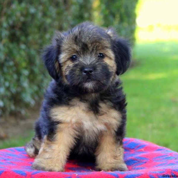 Sunshine, Morkie-Poo Puppy