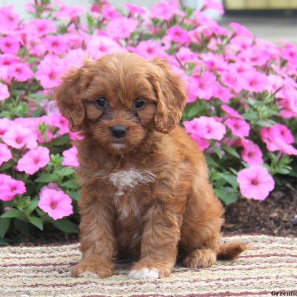 Sunshine, Cavapoo Puppy