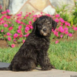 Sunshine, Whoodle – Miniature Puppy