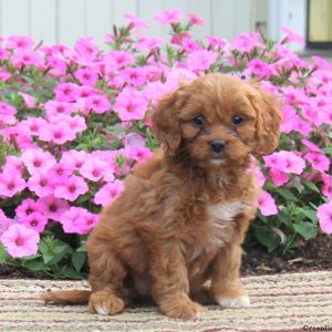 Sunshine, Cavapoo Puppy