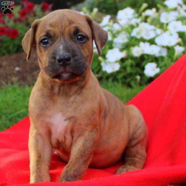 Superman Jr, African Boerboel Puppy