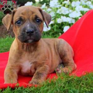 Superman Jr, African Boerboel Puppy