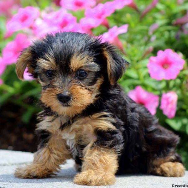 Susanna, Yorkshire Terrier Puppy