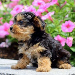 Susanna, Yorkshire Terrier Puppy