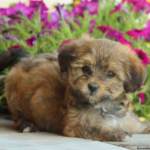 Susie, Yorkie Mix Puppy