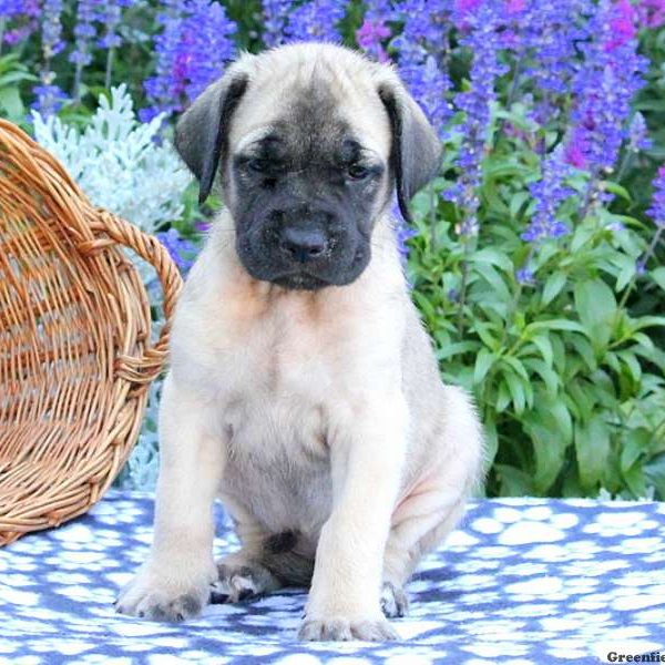 Susie, English Mastiff Puppy