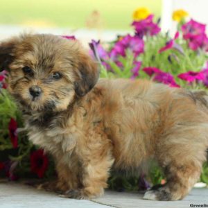 Susie, Yorkie Mix Puppy