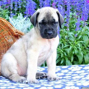 Susie, English Mastiff Puppy