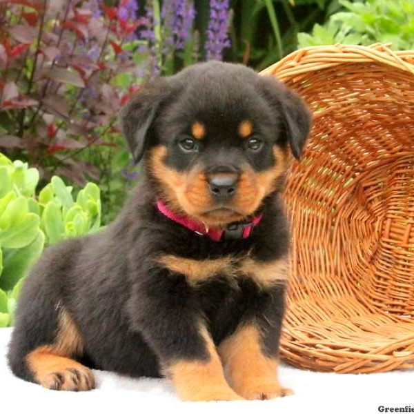 Sutton, Rottweiler Puppy