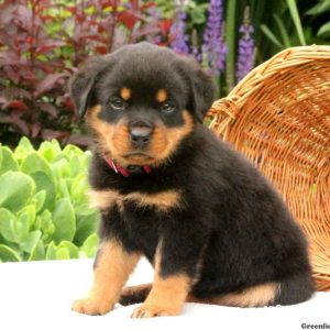 Sutton, Rottweiler Puppy