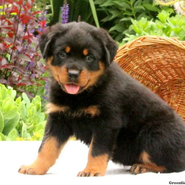 Sven, Rottweiler Puppy