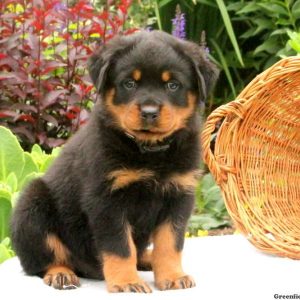 Sven, Rottweiler Puppy