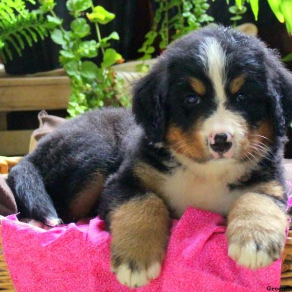 Sweden, Bernese Mountain Dog Puppy