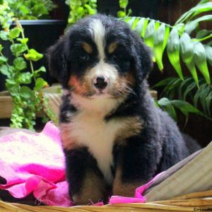 Sweden, Bernese Mountain Dog Puppy