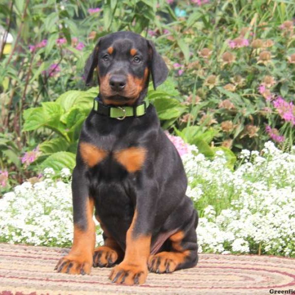 Sweetie, Doberman Pinscher Puppy