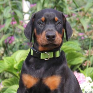 Sweetie, Doberman Pinscher Puppy