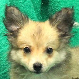 Sylvan, Pomeranian Mix Puppy