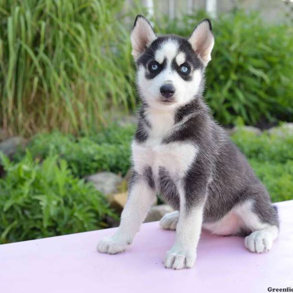 Tabatha, Siberian Husky Puppy