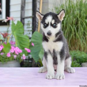 Tabatha, Siberian Husky Puppy