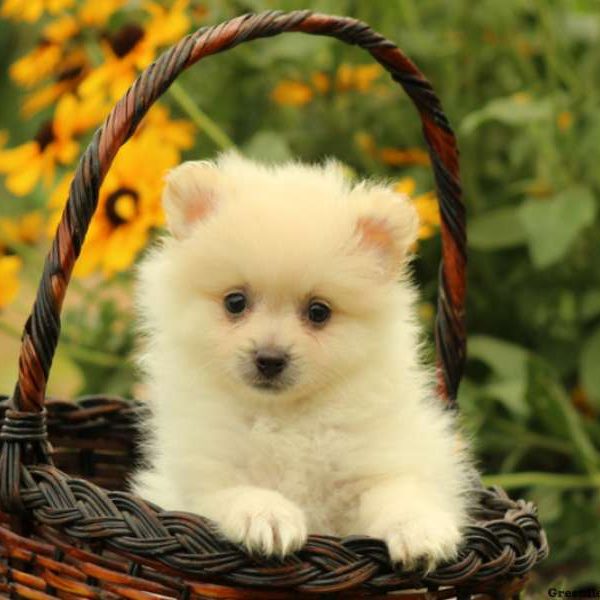 Tabby, Pomeranian Puppy