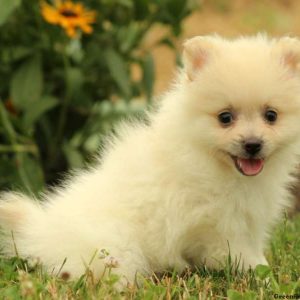 Tabby, Pomeranian Puppy