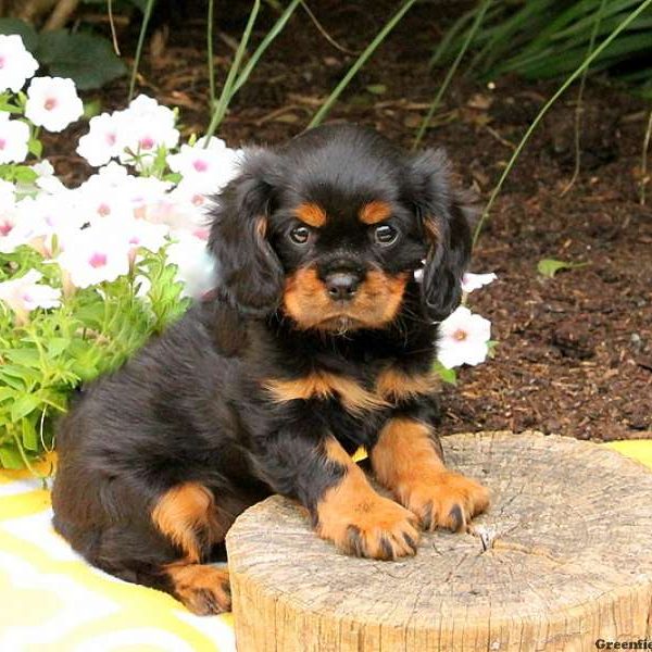 Tamara, Cavalier King Charles Spaniel Puppy