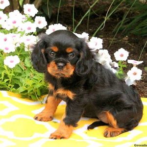 Tamara, Cavalier King Charles Spaniel Puppy