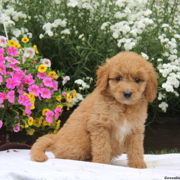 Tammy, Goldendoodle-Miniature Puppy