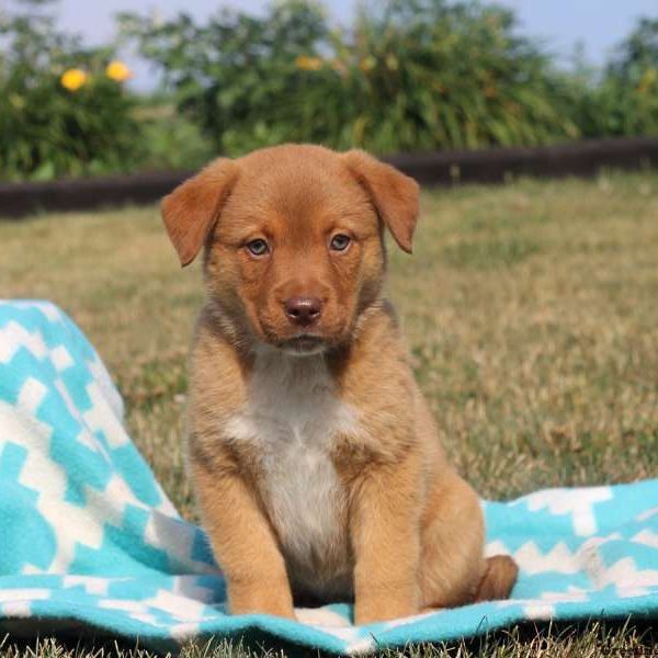 Tammy, Rottweiler Mix Puppy