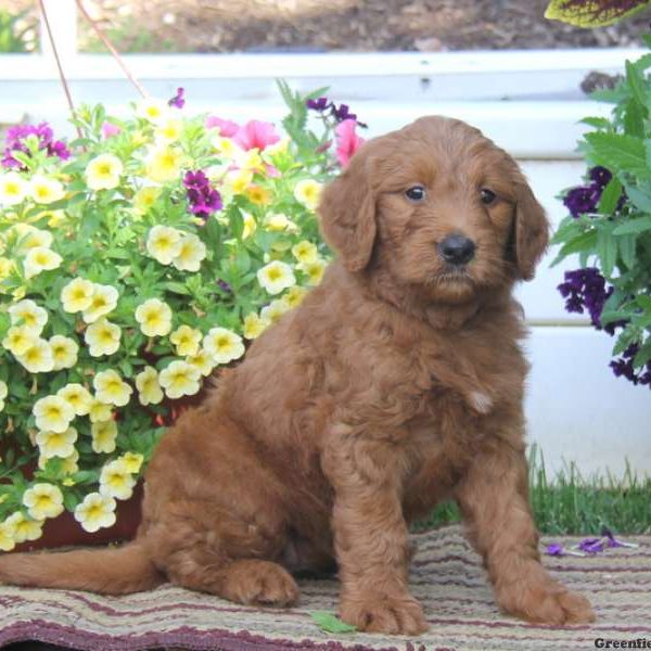 Tammy, Goldendoodle Puppy