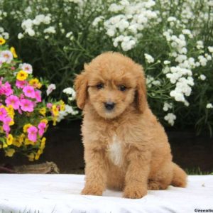 Tammy, Goldendoodle-Miniature Puppy