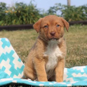 Tammy, Rottweiler Mix Puppy