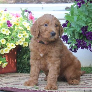 Tammy, Goldendoodle Puppy