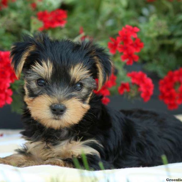 Tanner, Yorkshire Terrier Puppy