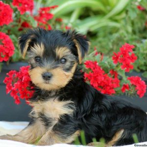 Tanner, Yorkshire Terrier Puppy