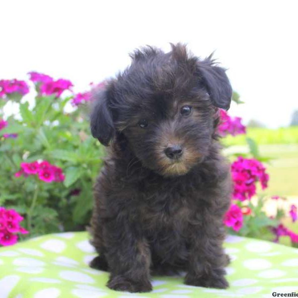 Tara, Miniature Poodle Mix Puppy