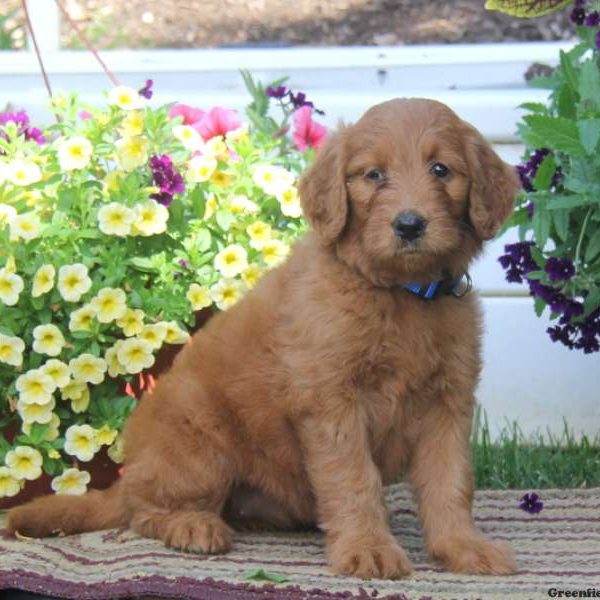 Tara, Goldendoodle Puppy