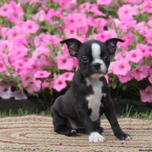 Tara, Boston Terrier Puppy