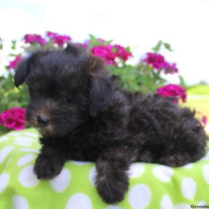 Tara, Miniature Poodle Mix Puppy