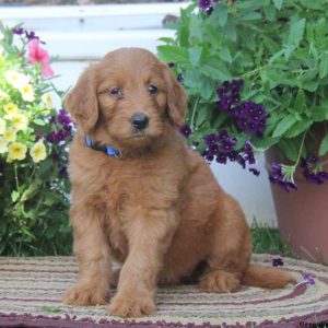 Tara, Goldendoodle Puppy