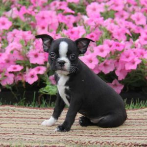 Tara, Boston Terrier Puppy