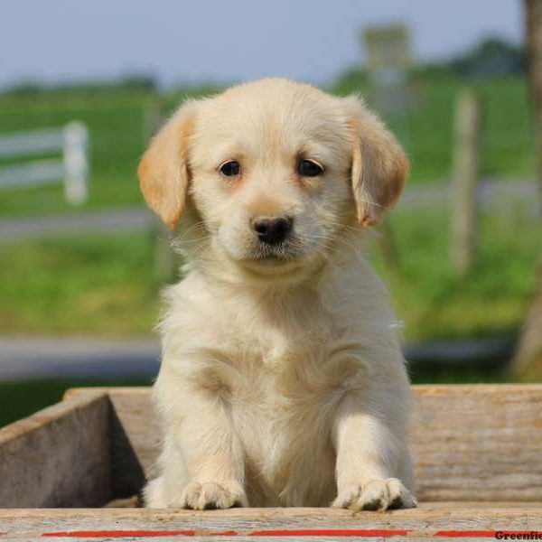 Tasha, Labradoodle-Miniature Puppy