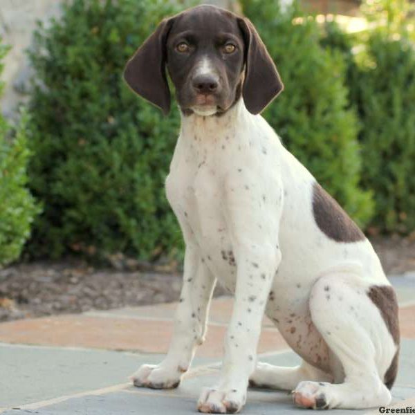 Tasha, German Shorthaired Pointer Puppy