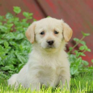 Tasha, Labradoodle-Miniature Puppy